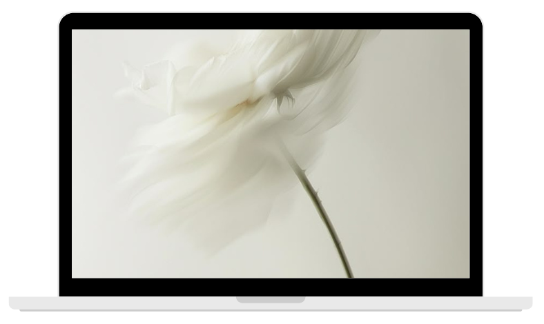 A laptop mockup displaying a soft-focus, abstract white flower on the screen, showcasing the Wellspring Willow digital resource library.